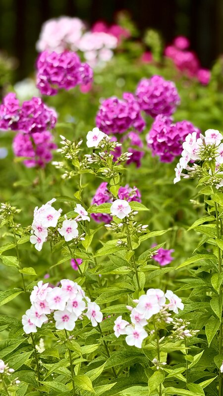 «Август - десерт лета!» - Арина Невская «Август - десерт лета!» - Арина Невская