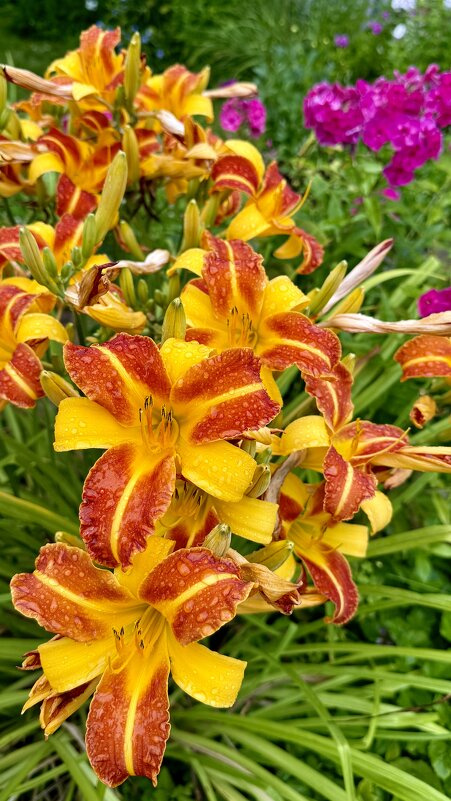 «АВГУСТ - десерт лета!» - Арина Невская «АВГУСТ - десерт лета!» - Арина Невская