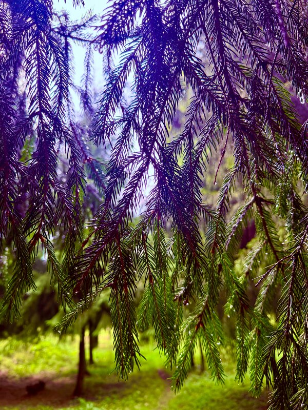 После дождя - Iren Brilliance