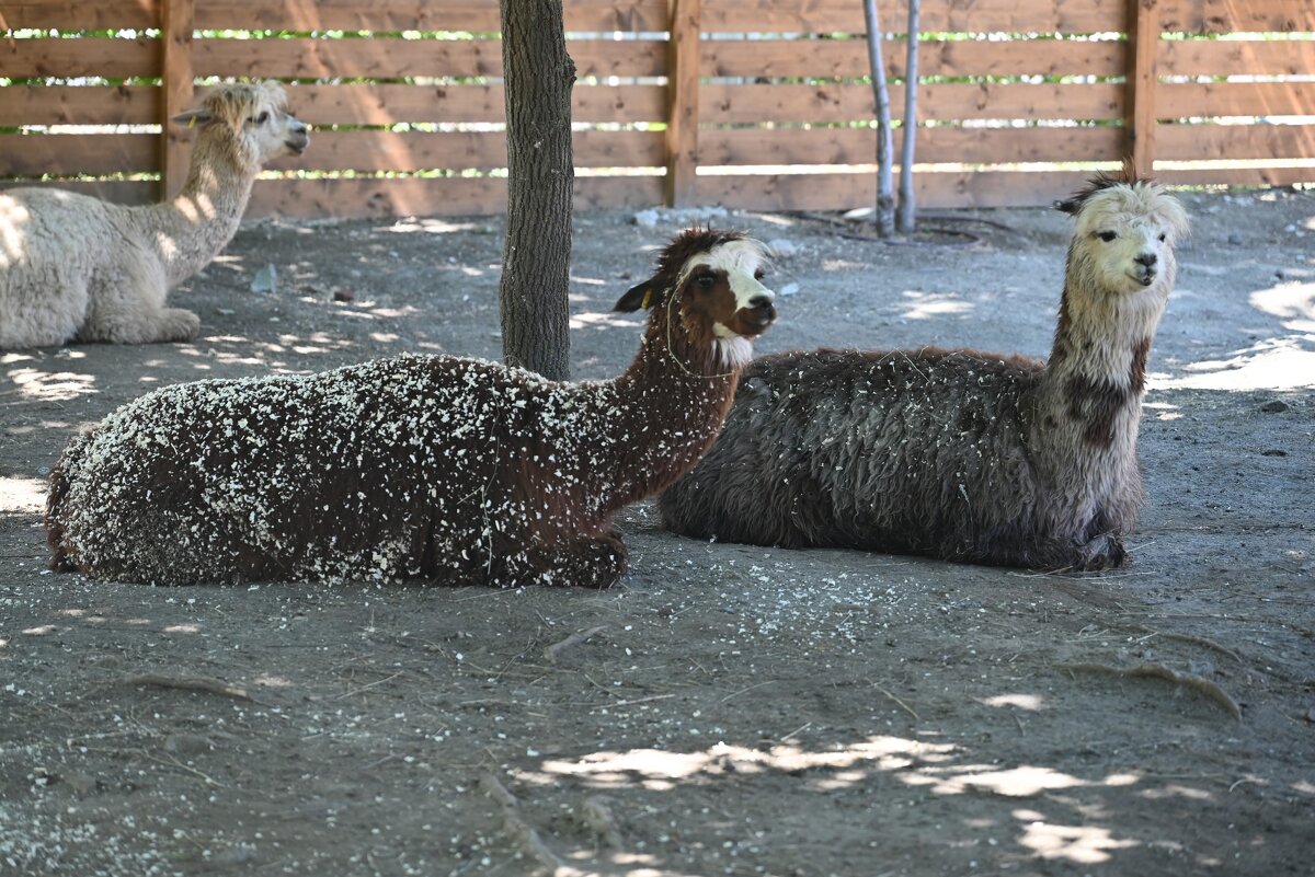 Альпаки - Митяй Митрич