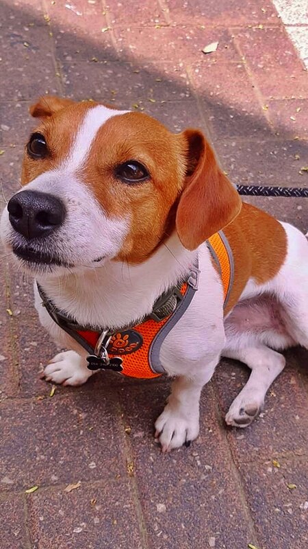 ДЖЕК - РАССЕЛ - ТЕРЬЕР - Анатолий Малобродский