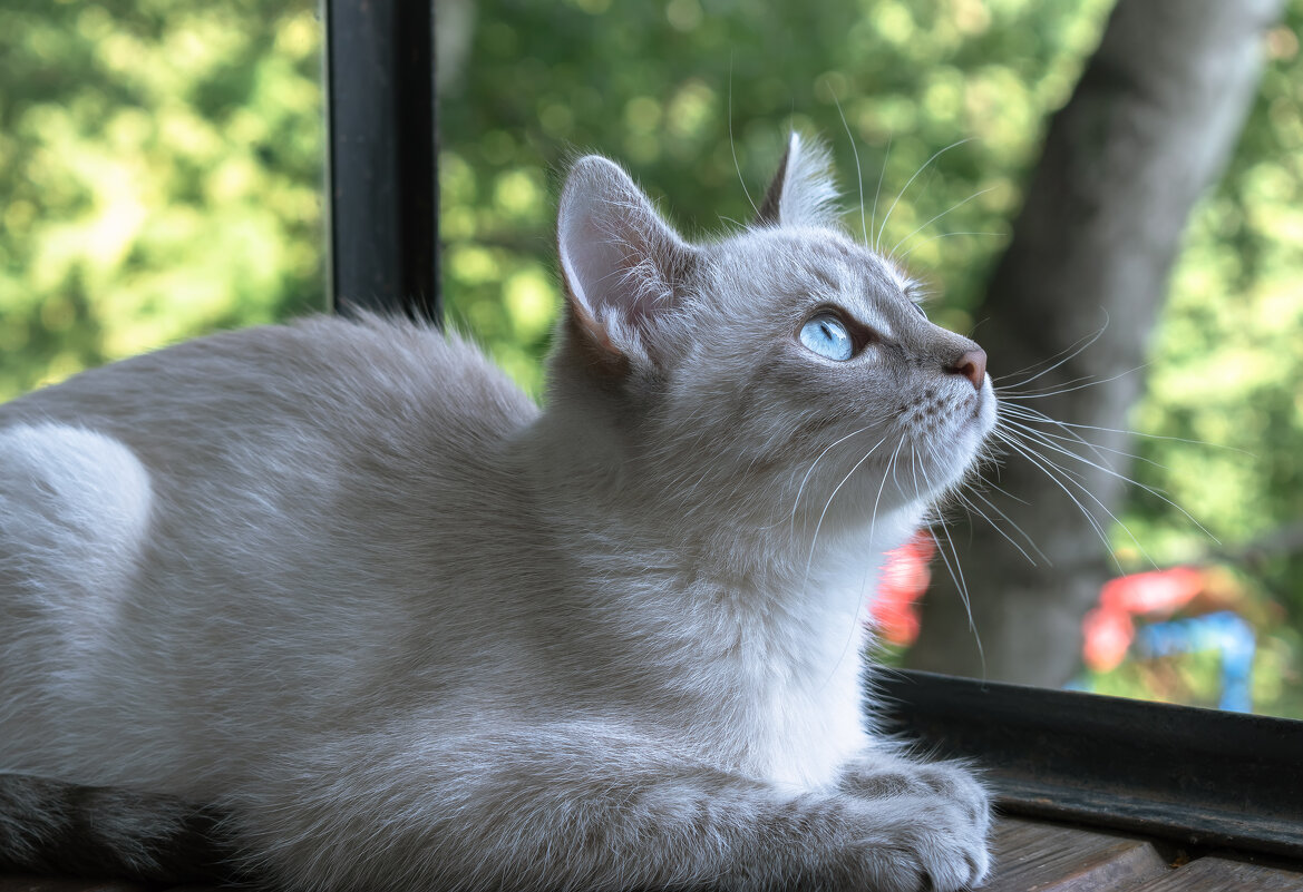 ***** - Володька Завитушкин