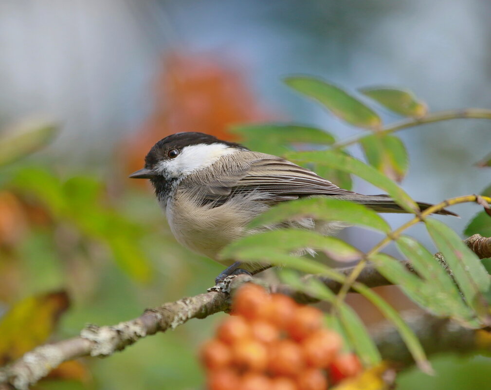 гаичка буроголовая - Andrey Bragin гаичка буроголовая - Andrey Bragin