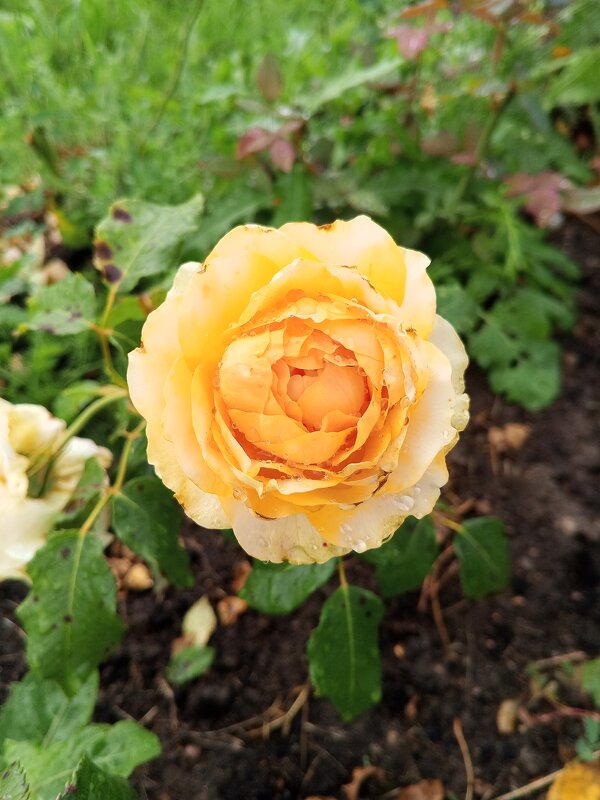 Розы - Сапсан 