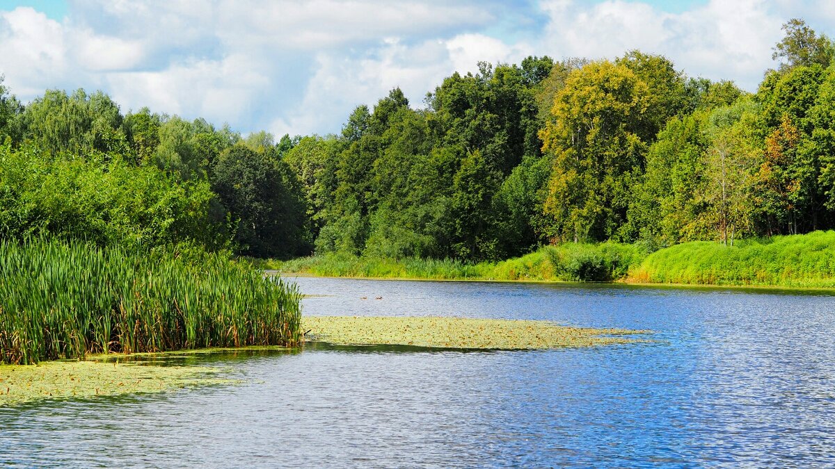 Смоленщина в августе. - Милешкин Владимир Алексеевич 
