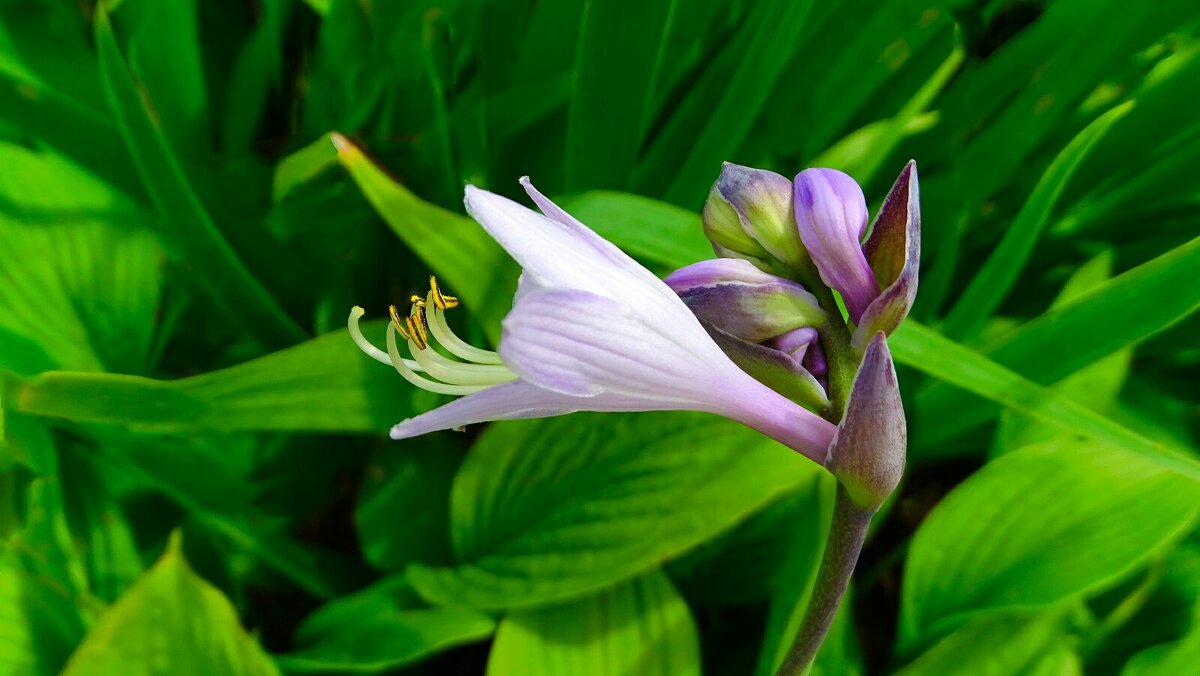 О красоте цветов. - Милешкин Владимир Алексеевич 