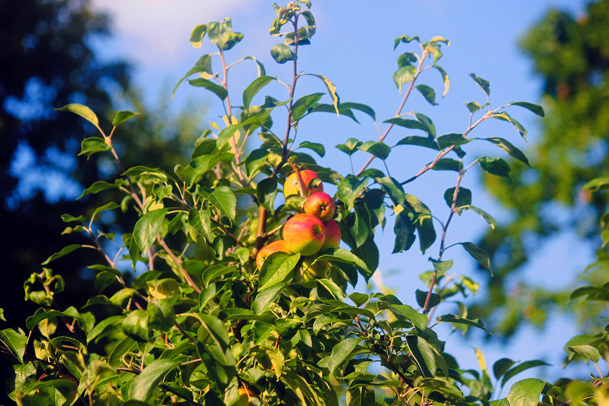 Спеют яблоки - Сергей Кочнев