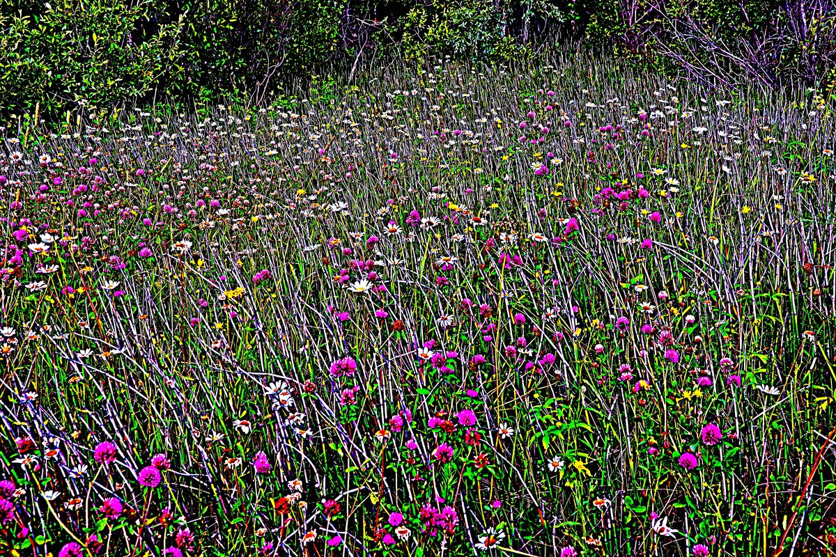 Июль...Цветочное разнотравье! - Владимир 