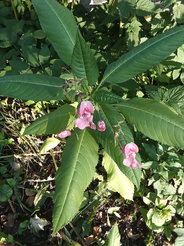 Дикая орхидея ? - Фотогруппа Весна