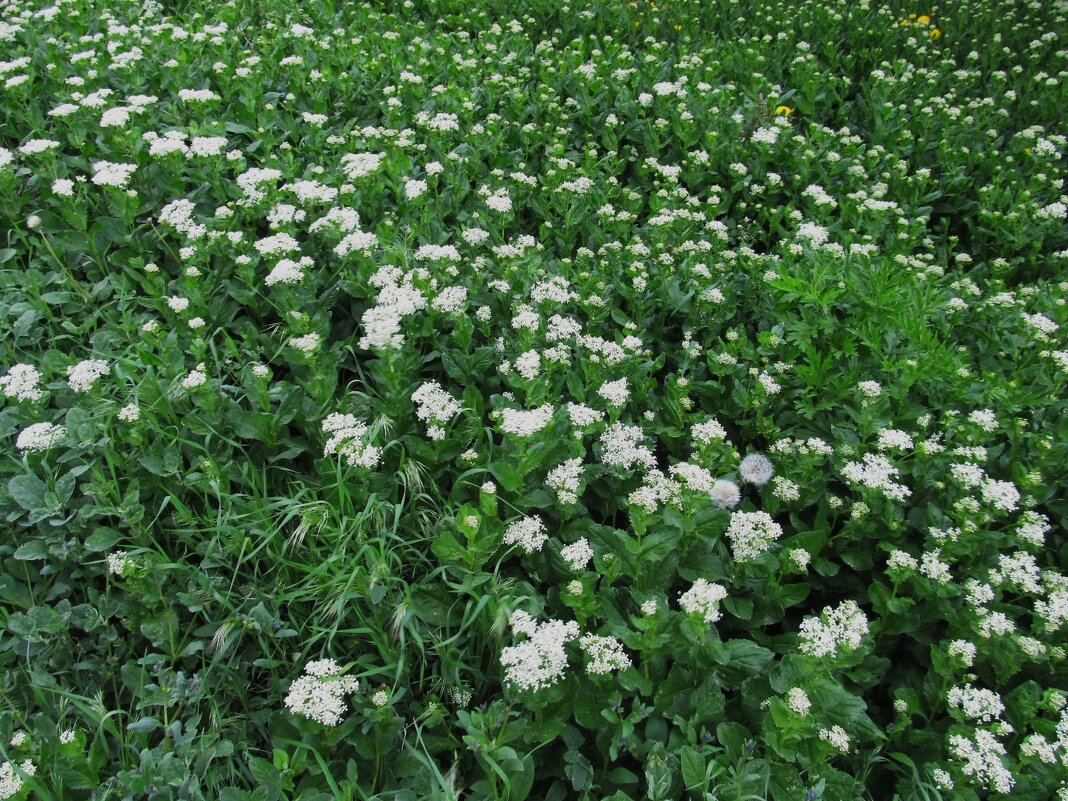 цветущий май - Елена Шаламова