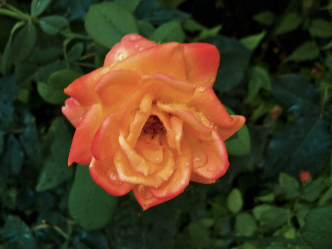 Оранжевая роза Флорибунда - Валентин Семчишин Оранжевая роза Флорибунда - Валентин Семчишин