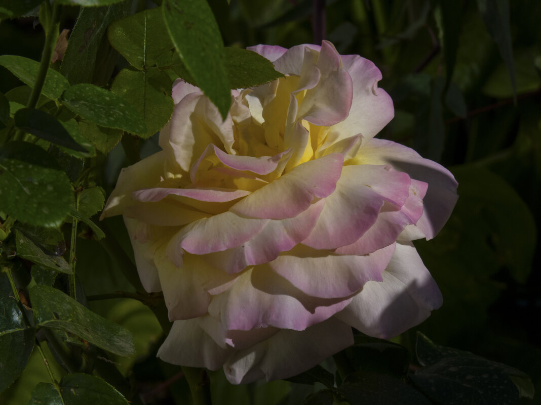 Глория Дей - Валентин Семчишин Глория Дей - Валентин Семчишин