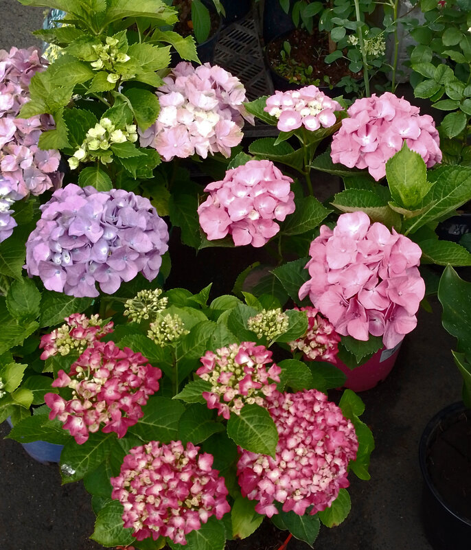 *** - Валентина Береснева