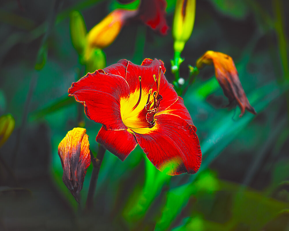 Июль в цвету - Владимир Кроливец