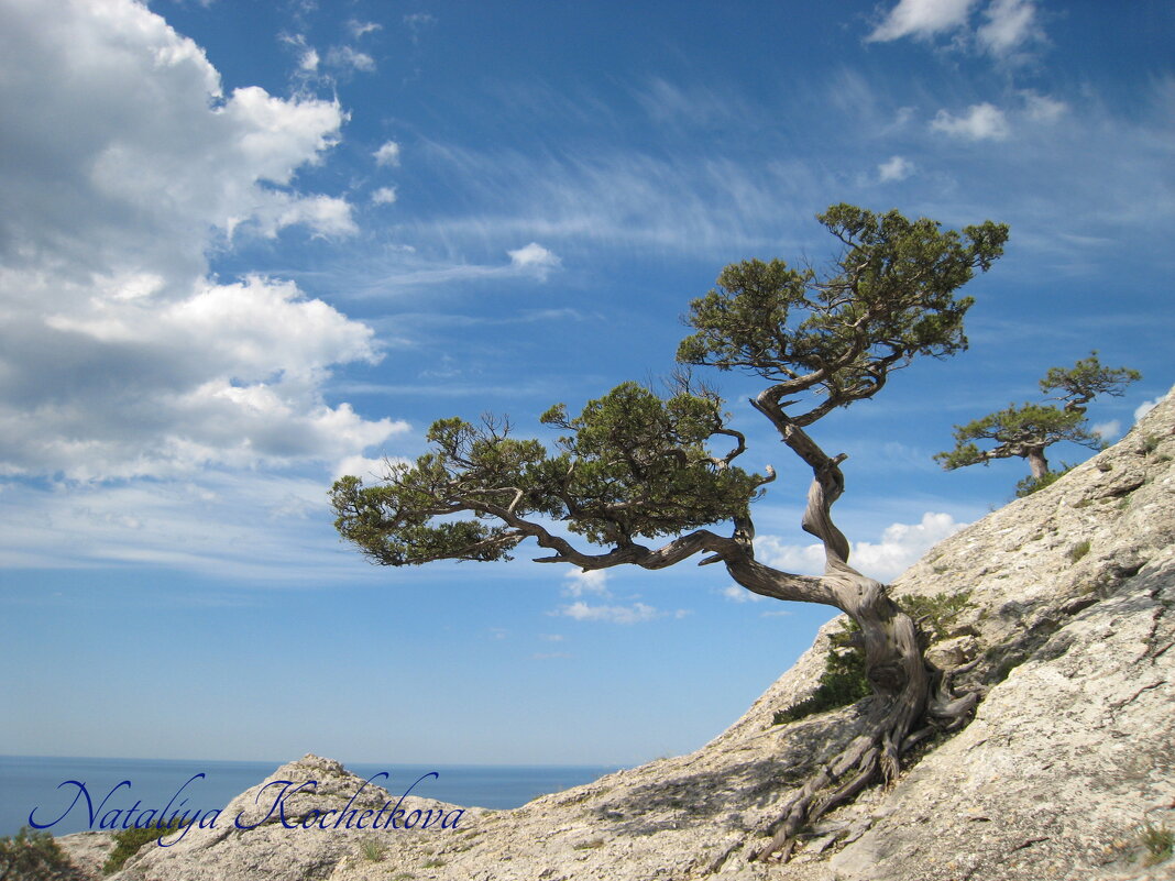 Природа Крыма - Amazing Cosmea