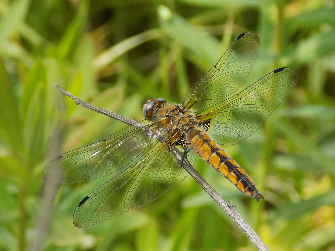 Рыжая стрекоза - Константин Штарк