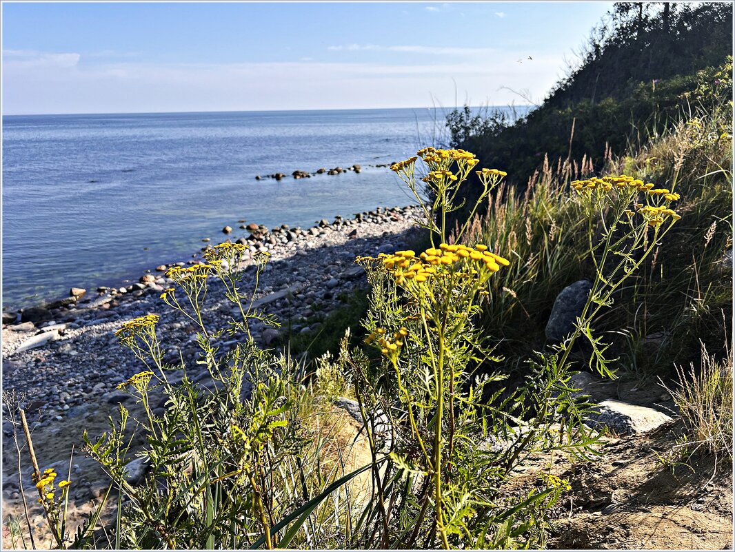 Пижма на берегу моря. - Валерия Комова