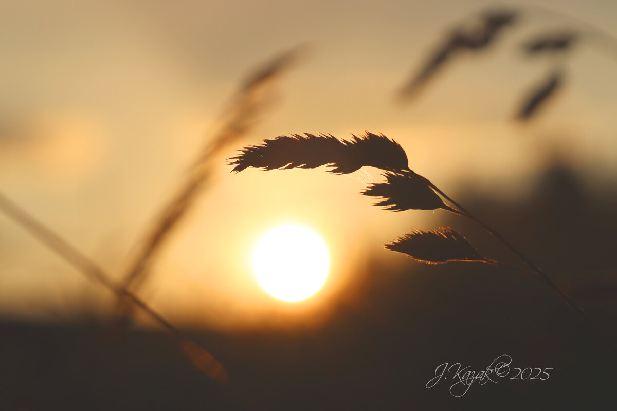 *** - Елена Kазак (selena1965) *** - Елена Kазак (selena1965)