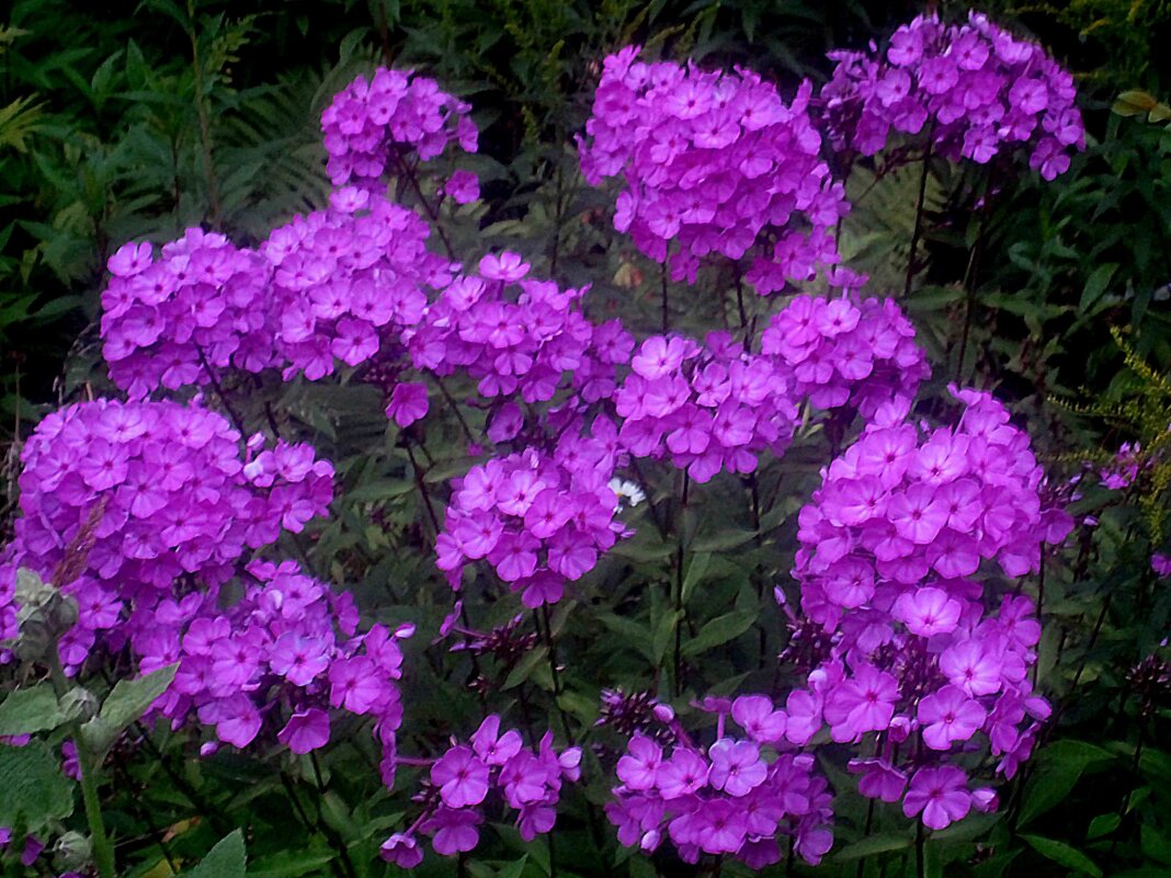 Флоксы - Елена Семигина