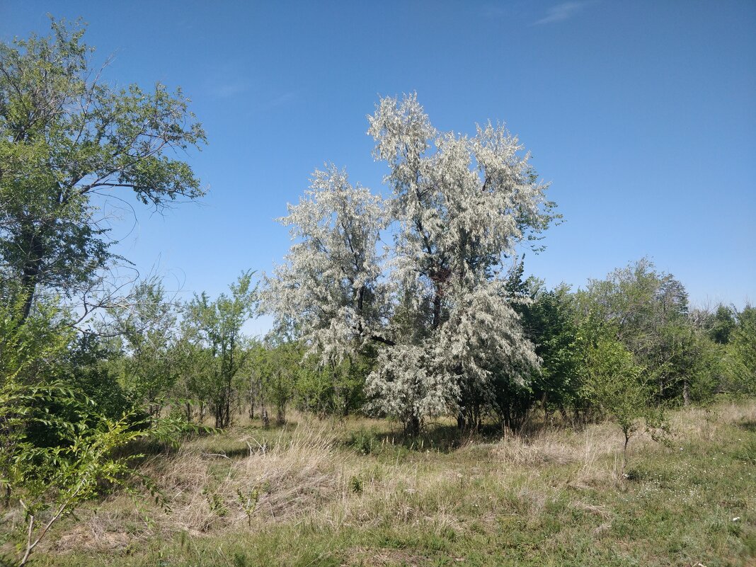 Джигида - Андрей Хлопонин