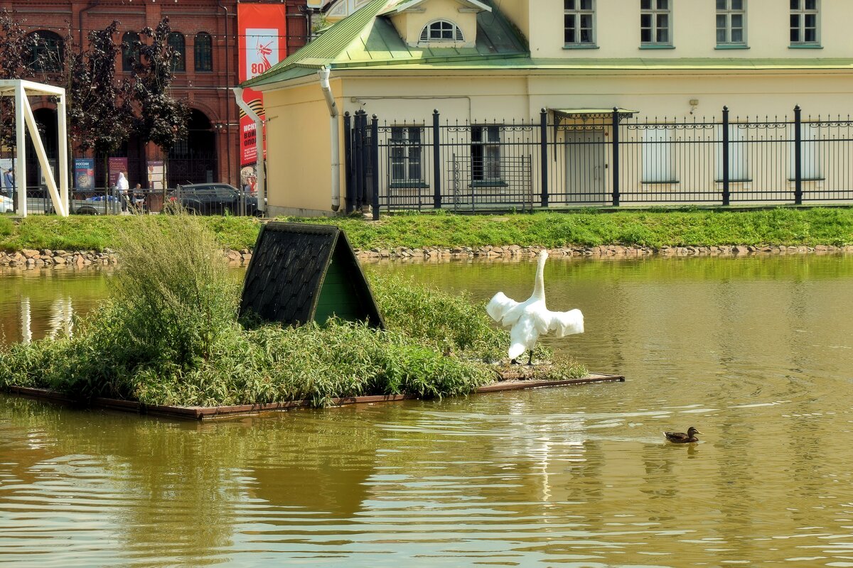 Гордый лебедь в одиночестве распрямил крыла могучие. - Татьяна Помогалова Гордый лебедь в одиночестве распрямил крыла могучие. - Татьяна Помогалова