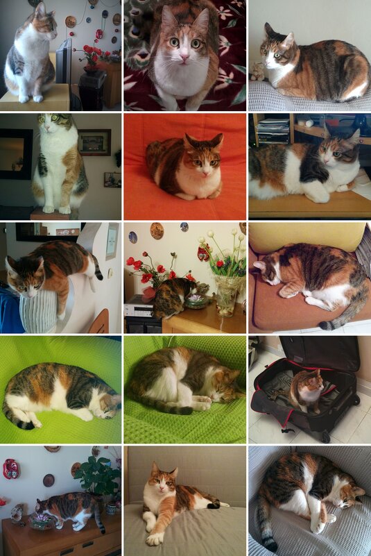 Наша Кэти - Светлана Хращевская