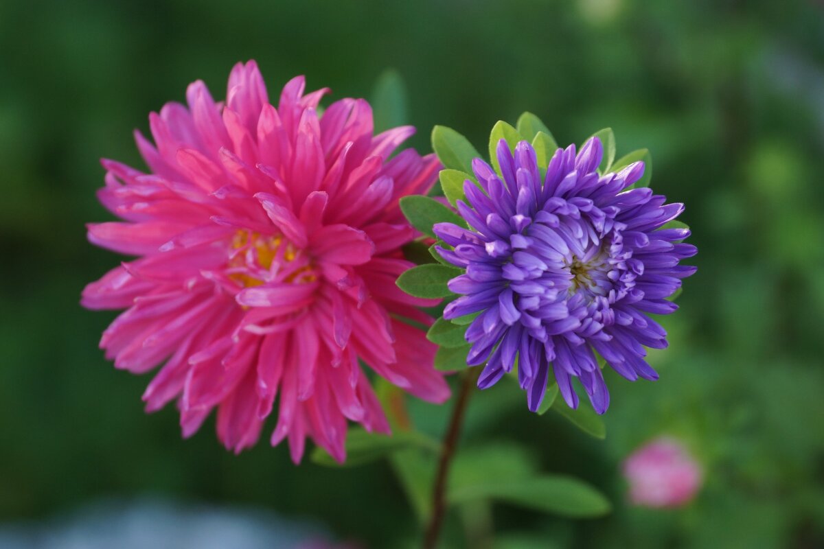 Астра дуэт - Анна Самара Астра дуэт - Анна Самара