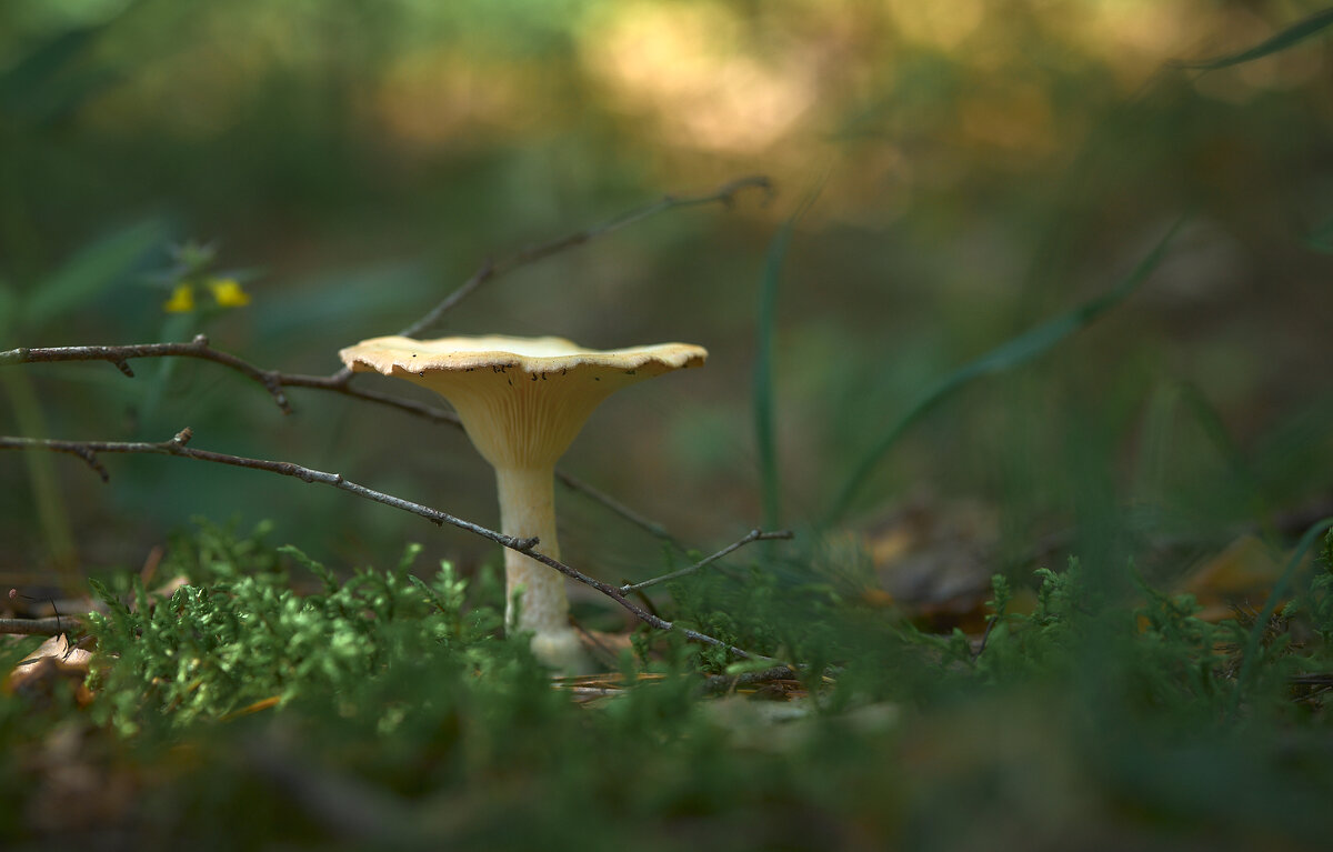 в лесу - Sergey Gorelov