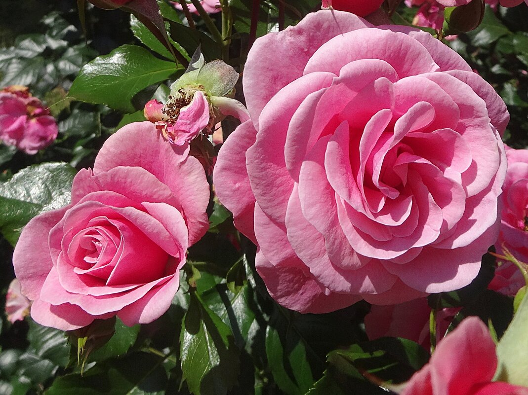 Июльские розы - Лидия Бусурина