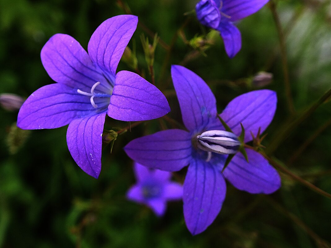 * - Зоя Мишина * - Зоя Мишина