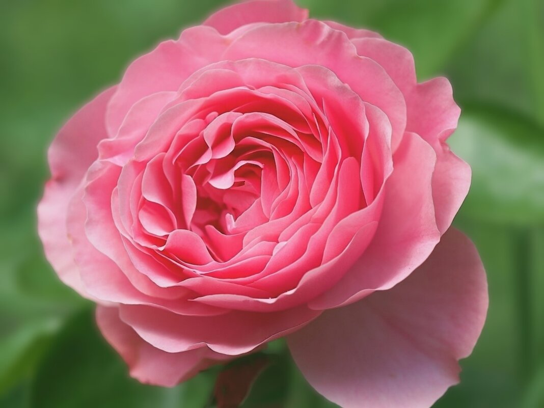 Роза - Civetta ***