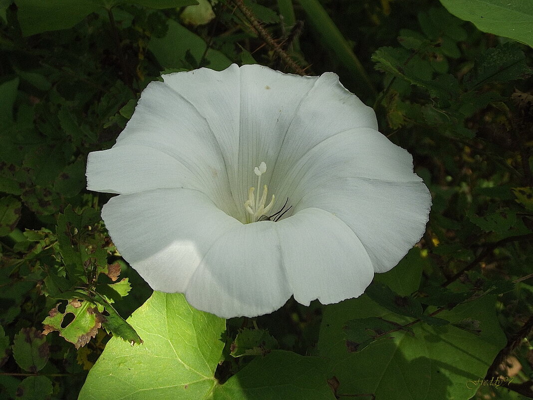 Вьюнок пахнет летом душистым, и дождиком свежим и чистым! А главное, пахнет он детством… - Freddy 97 Вьюнок пахнет летом душистым, и дождиком свежим и чистым! А главное, пахнет он детством… - Freddy 97