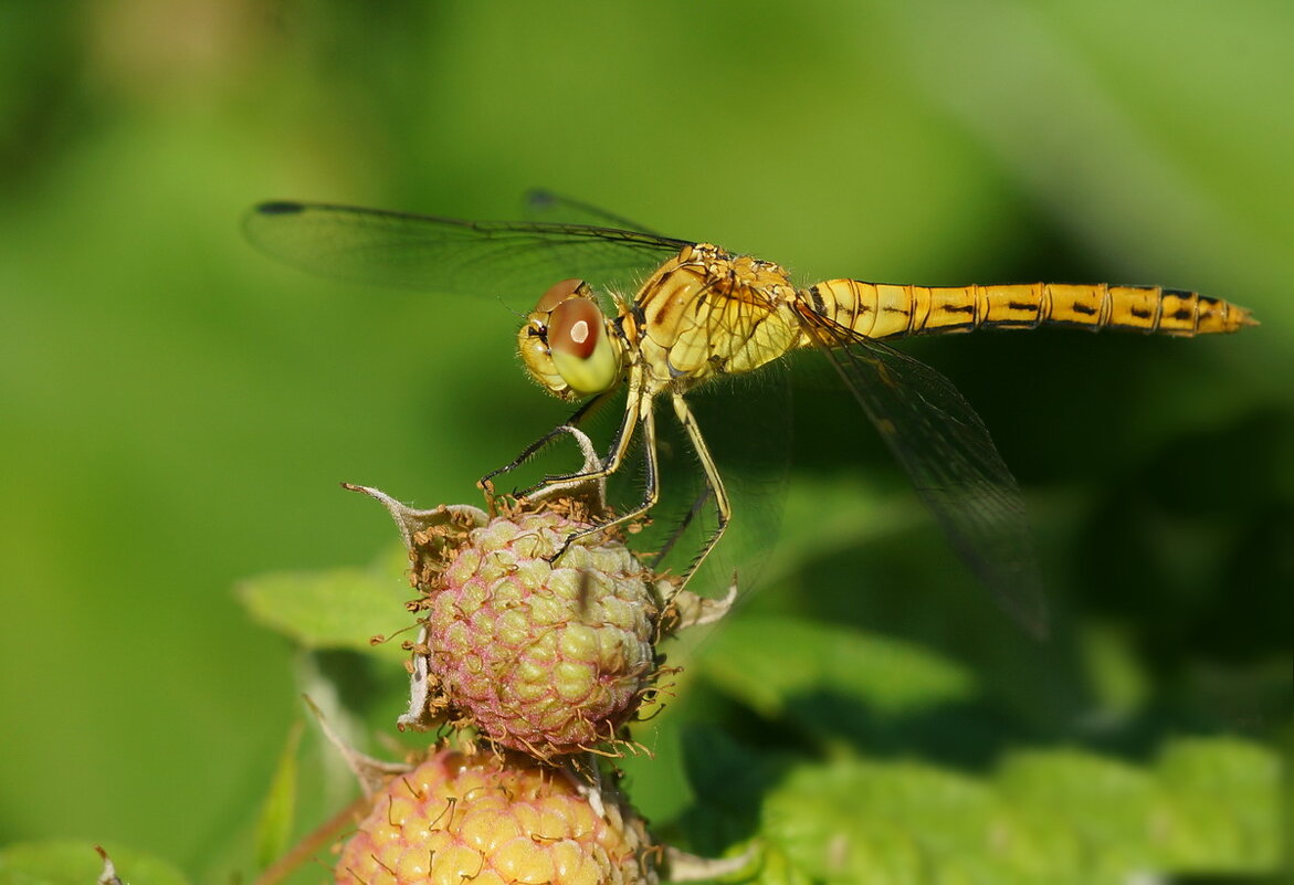 Про одну стрекозу... - Николай Саржанов