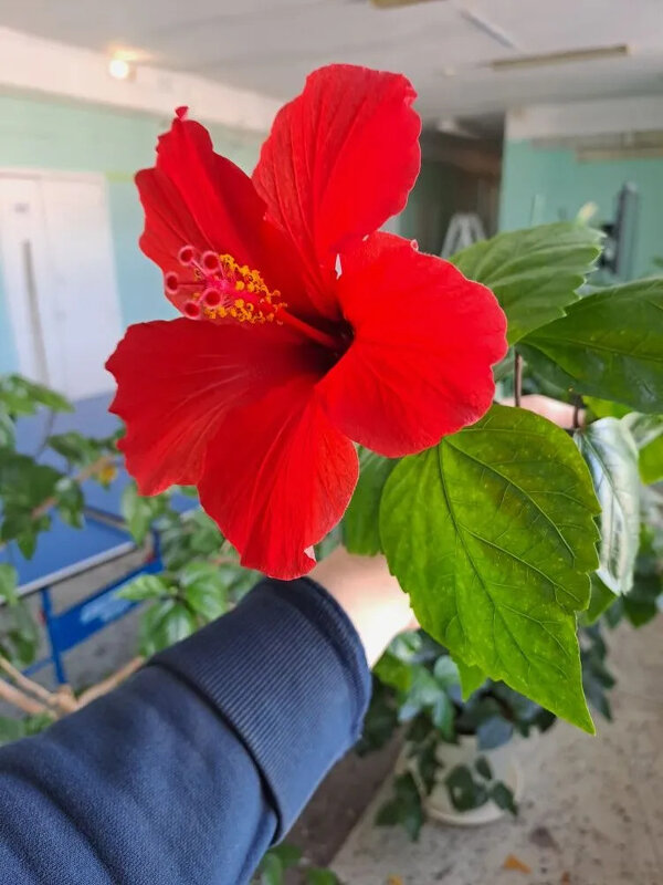 школьные цветы - Troystik 