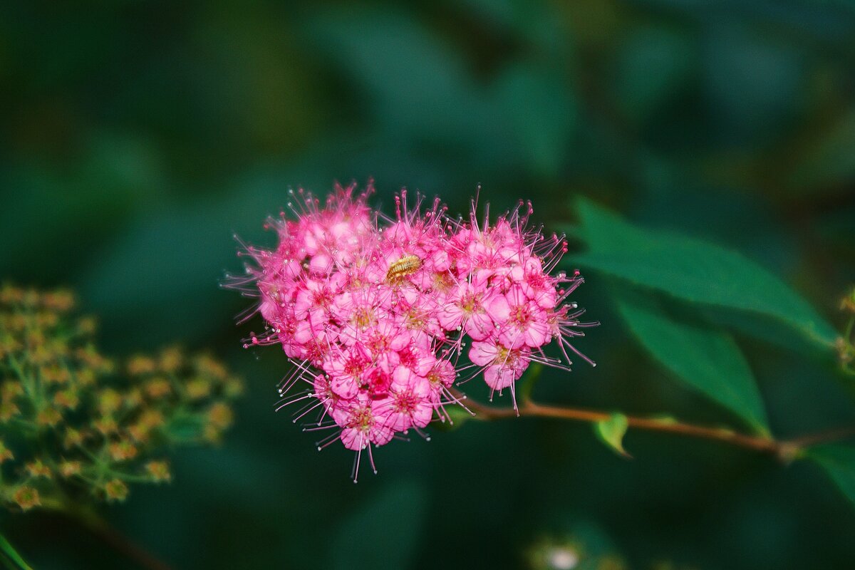 *** - Леонид leo