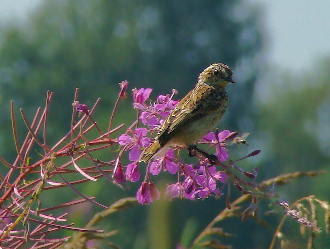 луговой чекан на кипрее - gawrilа - dan