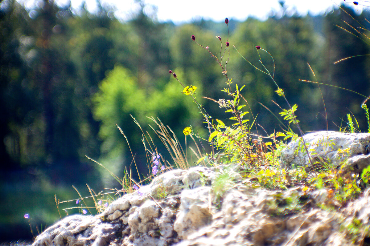 Сквозь камень - Галина Муха