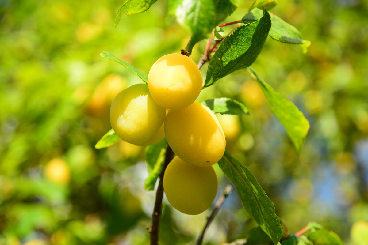 Слива. - Михаил Колосов 