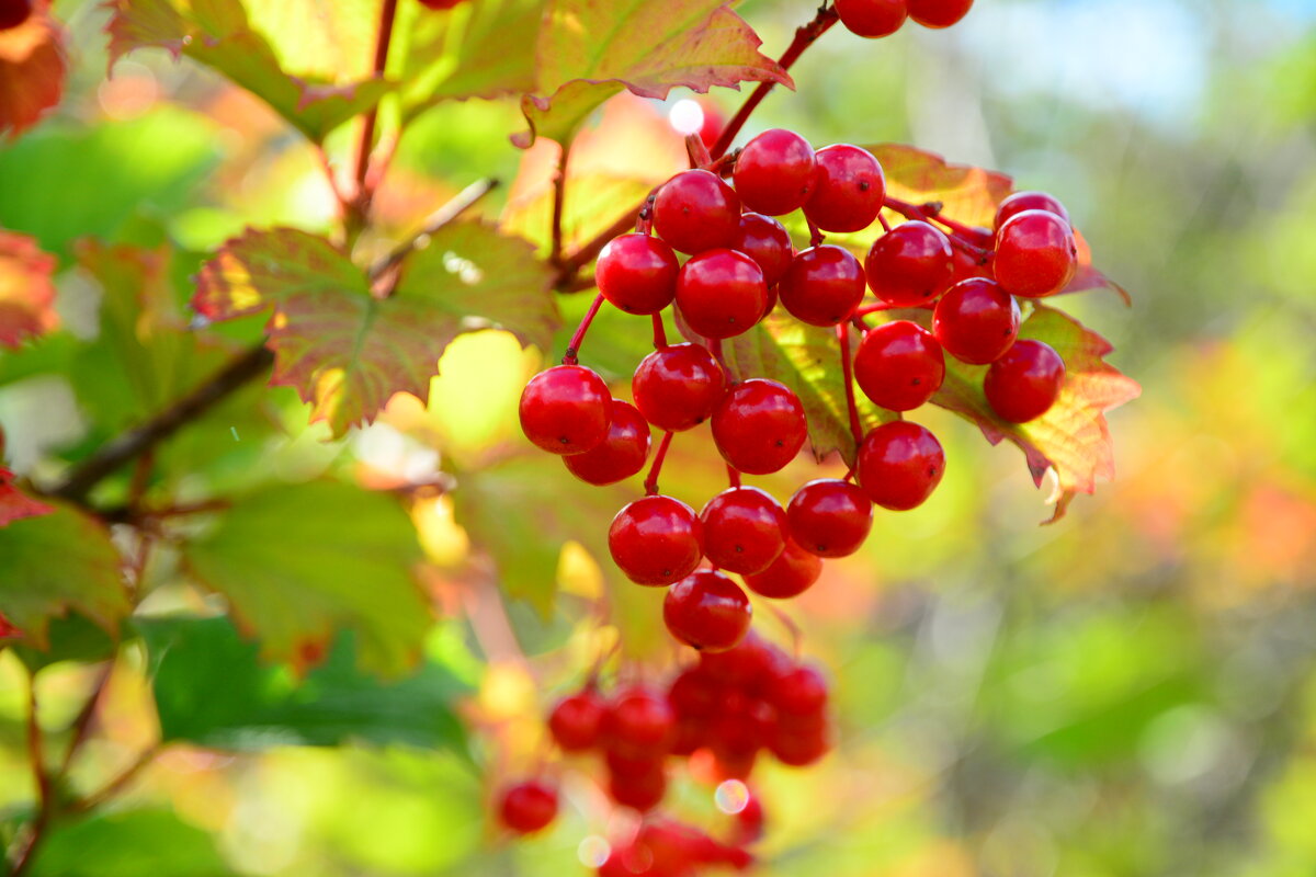 Калина красная. - Михаил Колосов 