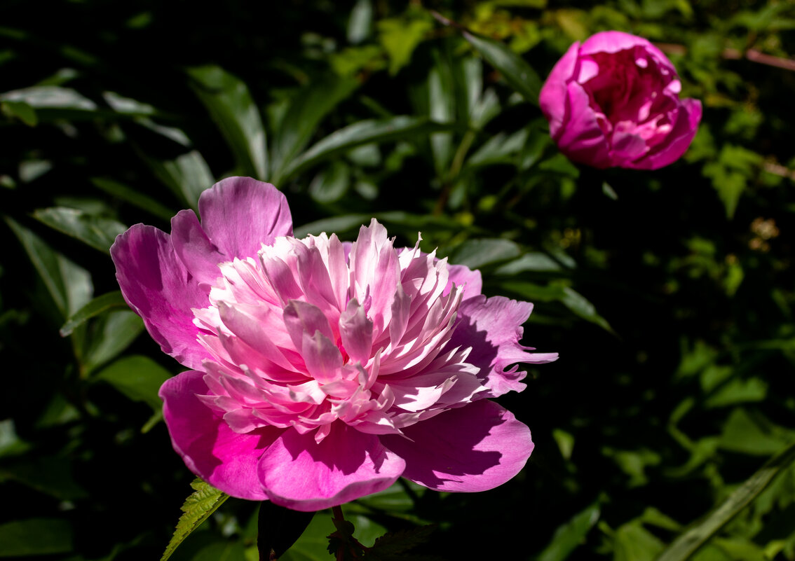 *** - ирина )))