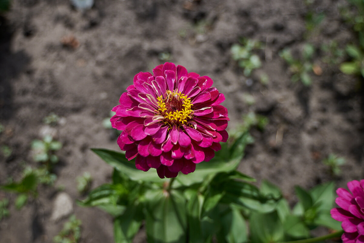 Циния - Александр Леонов