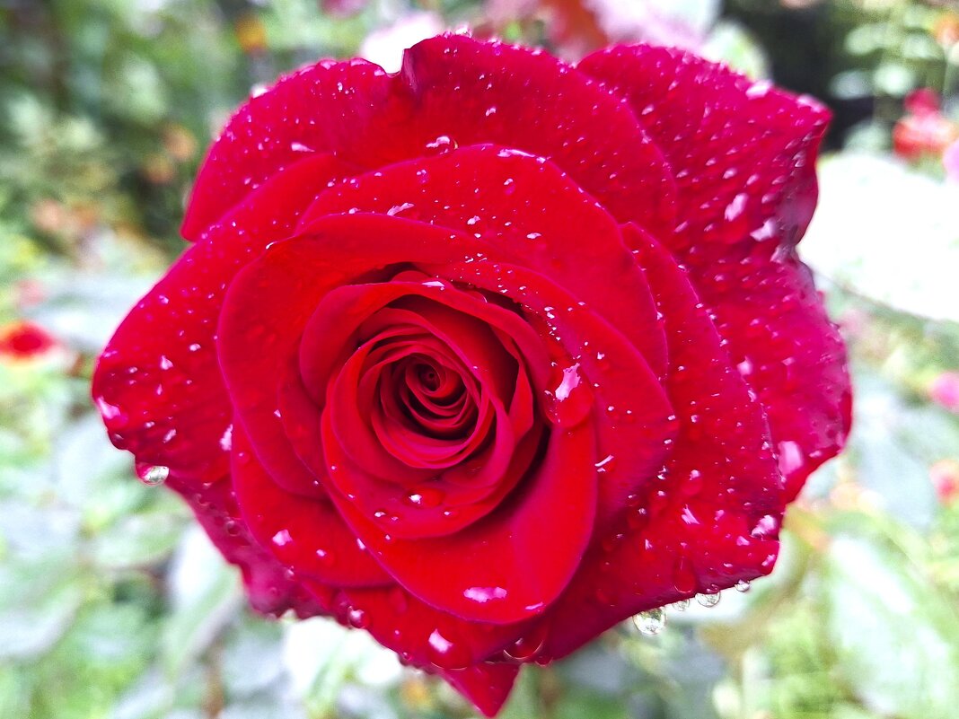 Роза - Наталья 