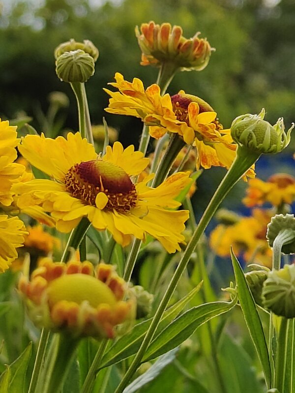 Летнее солнце - Андрей 