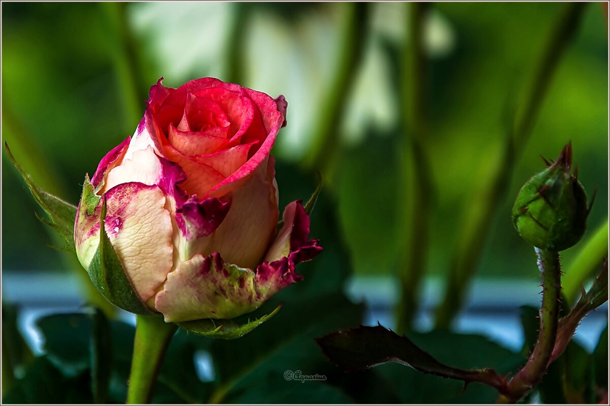 Розы - Aquarius - Сергей