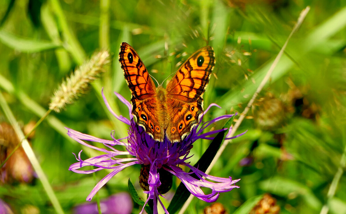 из снятого 1 августа 37 - Александр Прокудин