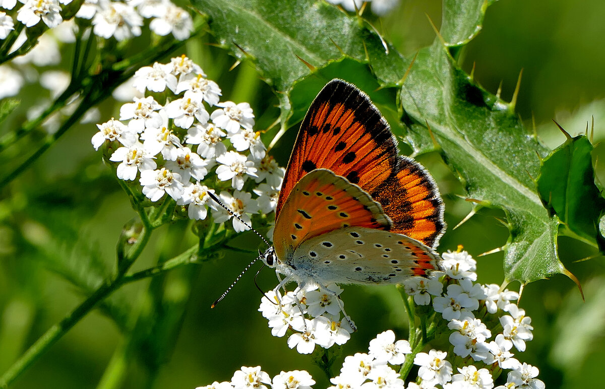 из снятого 1 августа  39 - Александр Прокудин