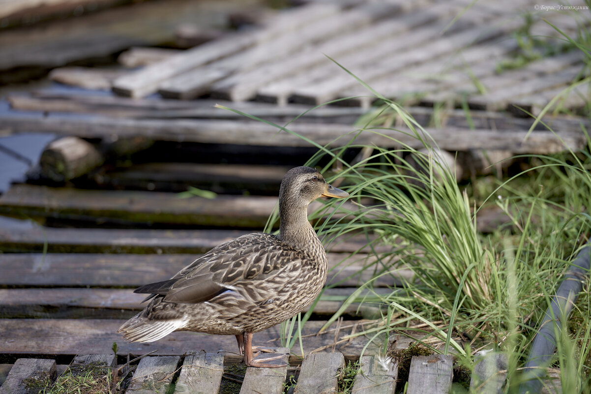 Уточка - Борис Устюжанин