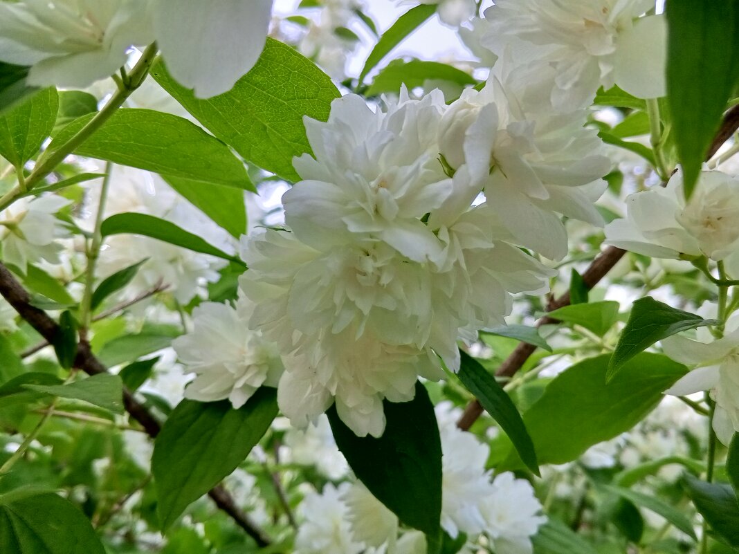 Чубушник - Сапсан 