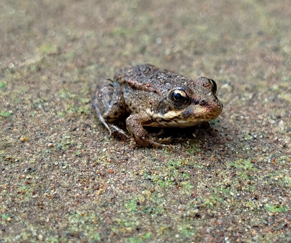 Царевна лягушка - светлана льдокова