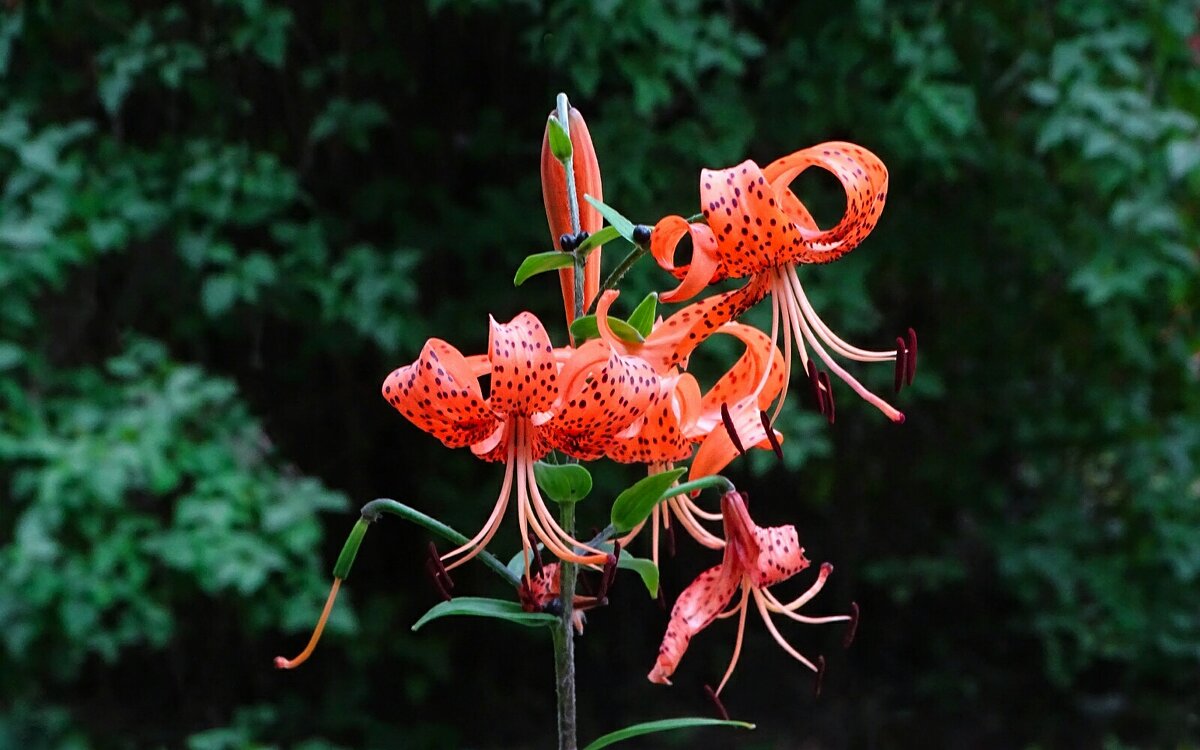 Лилии на городской клумбе. - Милешкин Владимир Алексеевич 